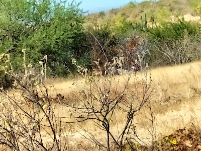 Terreno en San Pedro, BCS