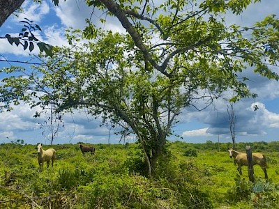 Venta de rancho en Panaba, Carretera Sucila- Cuenca Lechera, Yucatán 
