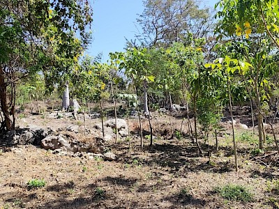 Magnifico terreno en el predio denominado "el sabinito" en la colonia el Jobo.